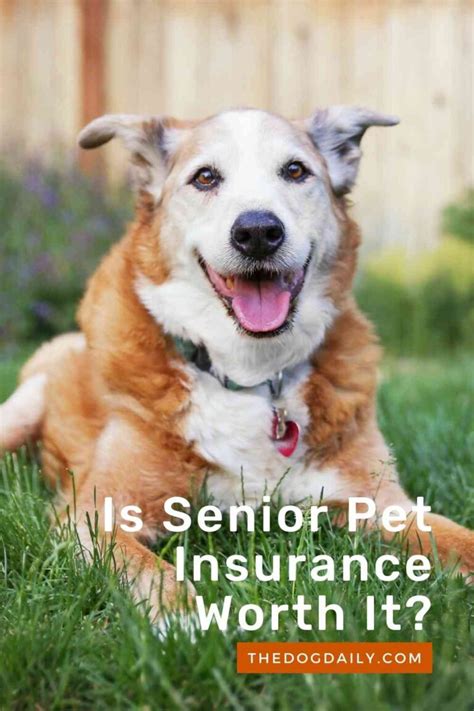 senior dog insurance cost.